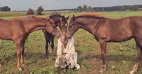 Shamanic-Horsemanship